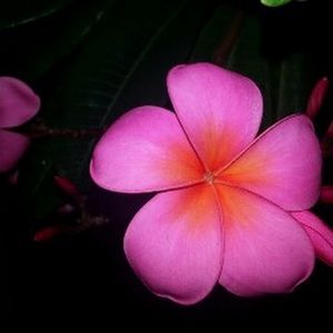 Meet your Posher, Brianne